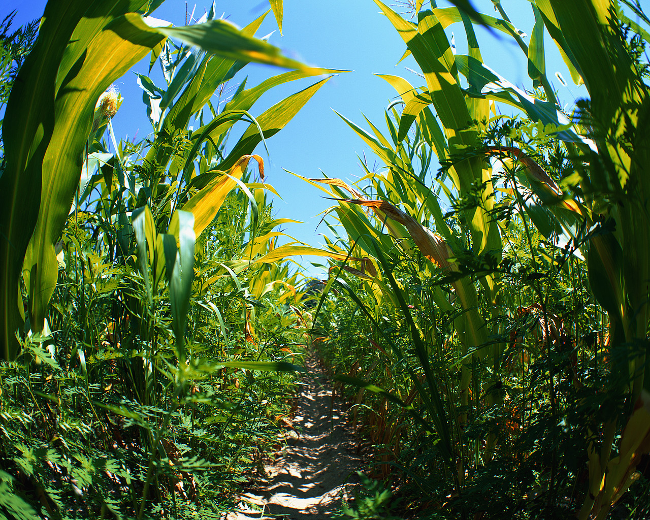 Trail Through Corn Field