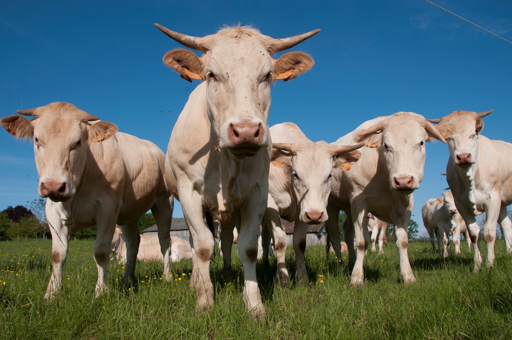 88 Cattle Confiscated In Texas After Being Malnourished, 18 More Dead