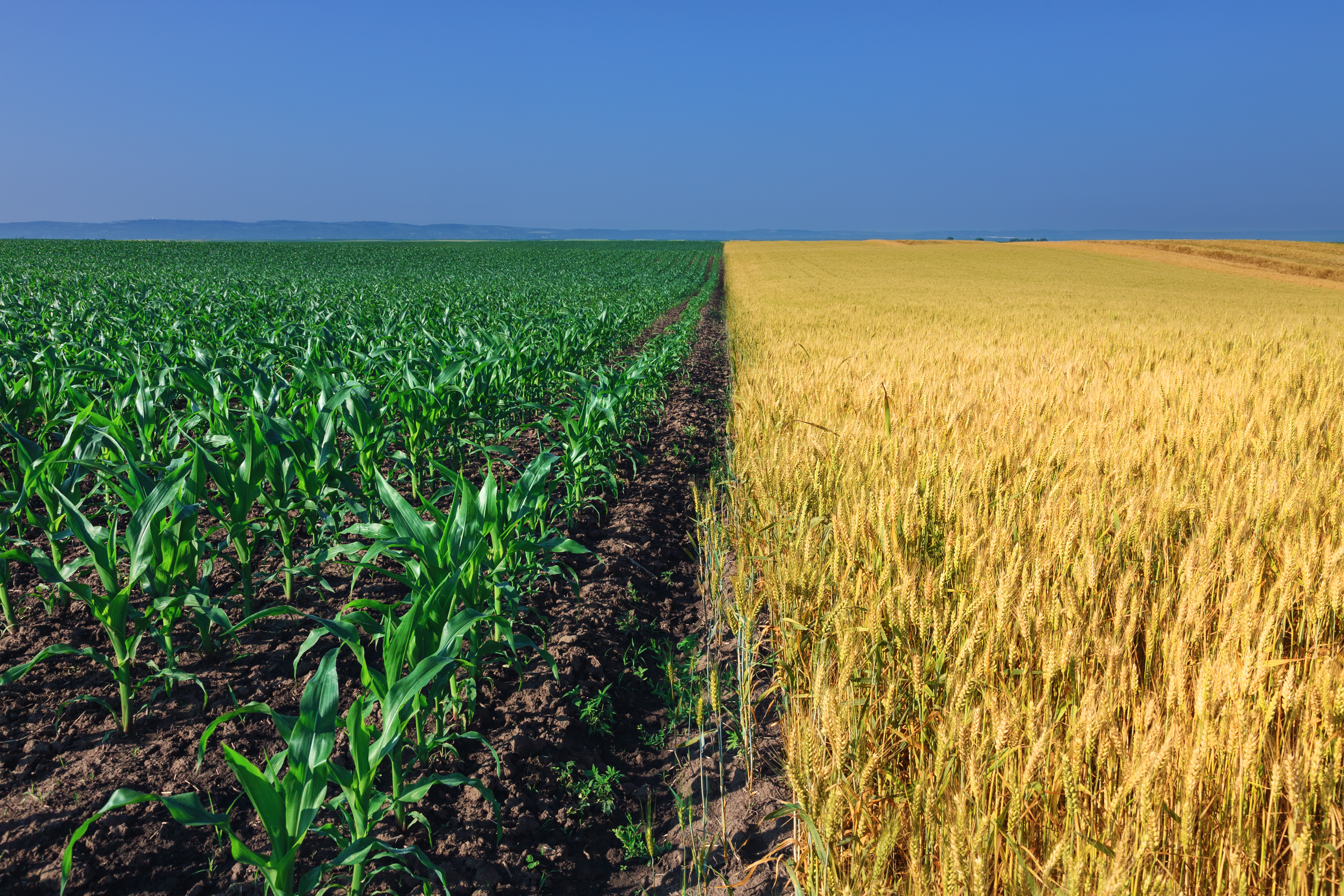 Wheat And Corn Fields Split Half In The Perceived Frame At Dawn