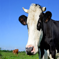 Head Of A Cow Against A Pasture