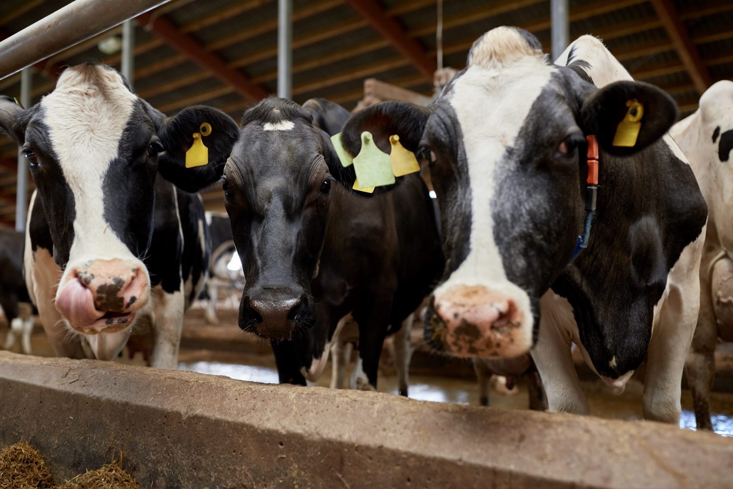 FDA: Antibiotic Sales Drop 10% For Livestock In 2016