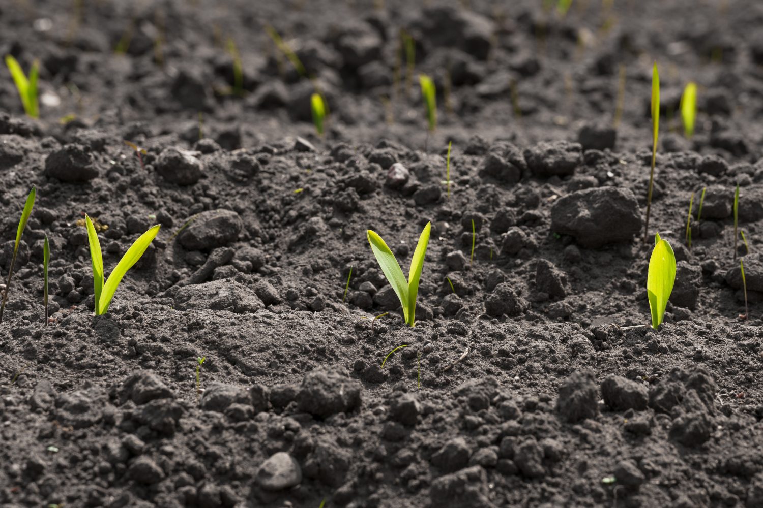 Corn Sprouts On A Row In The Soil