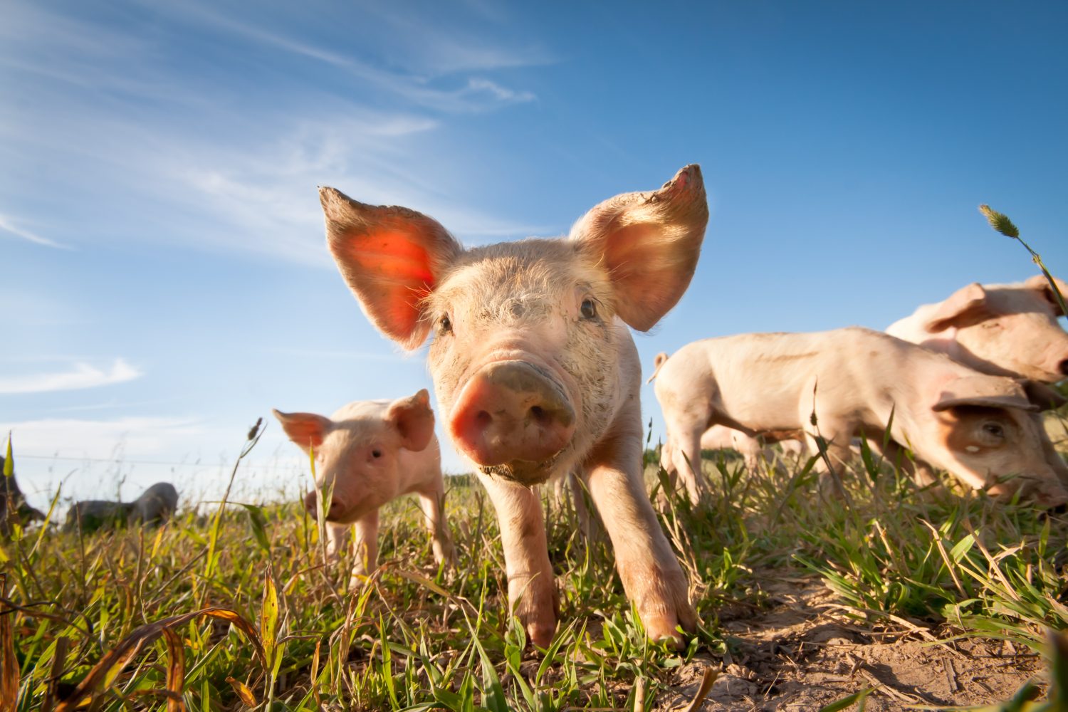 Seventh Case Of African Swine Fever In China; Pig Transport Banned