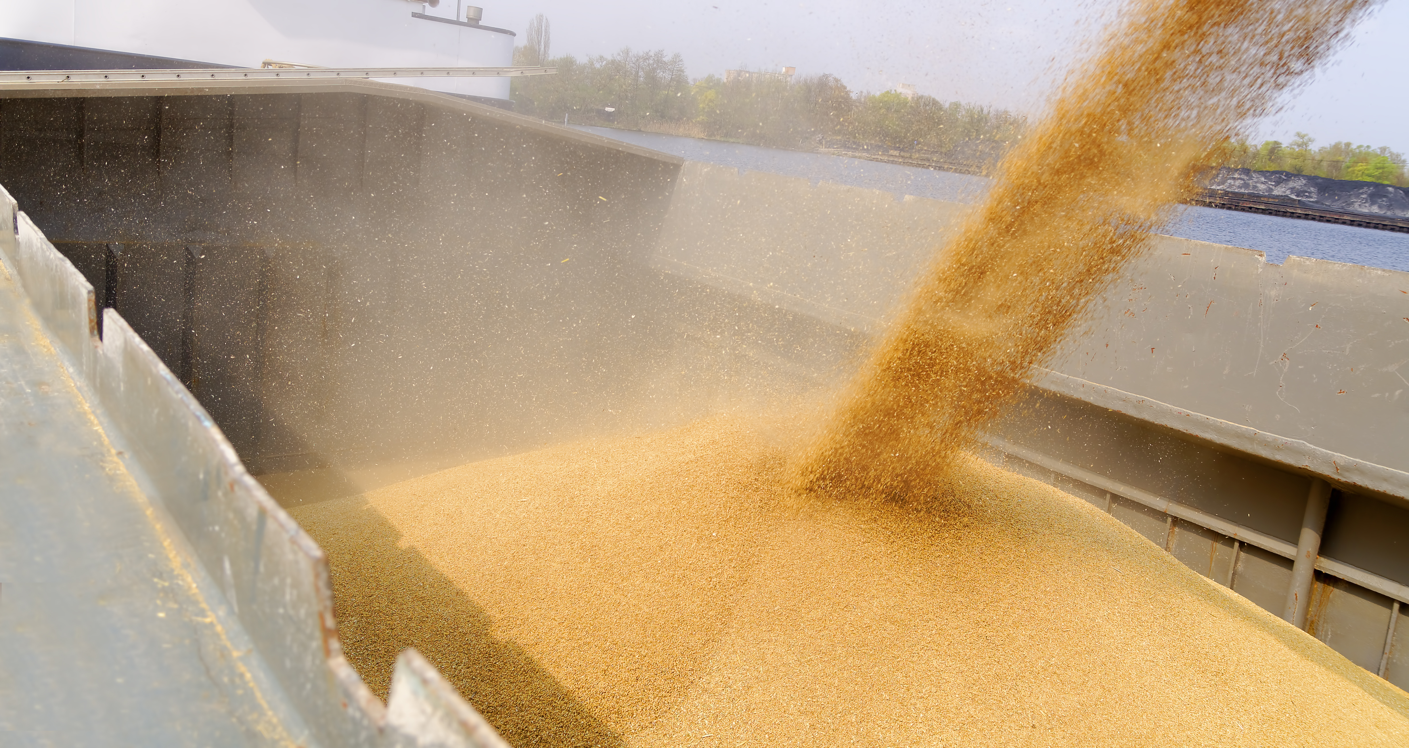 Loading Barge With A Crop Of Wheat Grain
