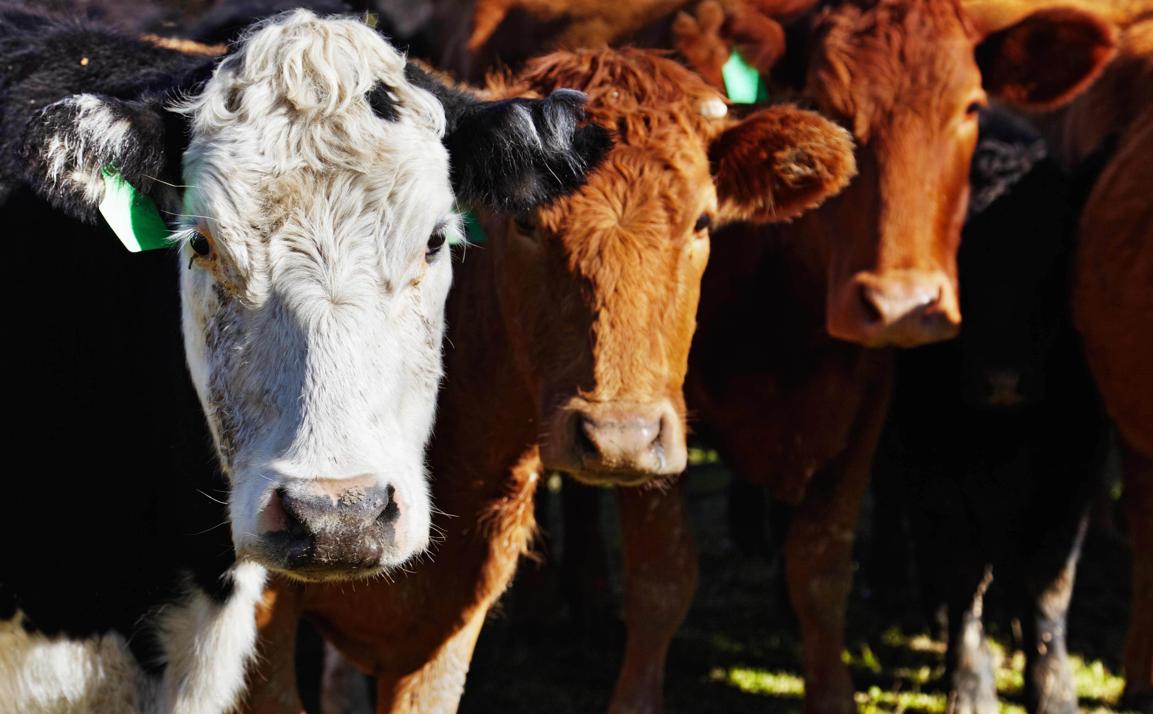 Livestock Farm, Herd Of Cows