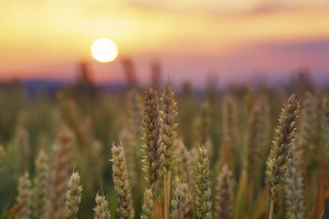 Wheat Crop In Black Sea Region Off To Strong Start