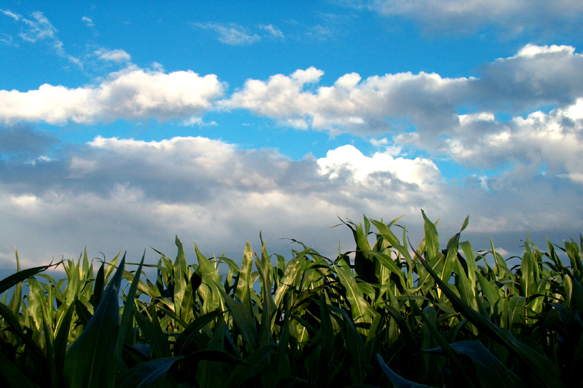 New Interactive Maps Of Global Cropland