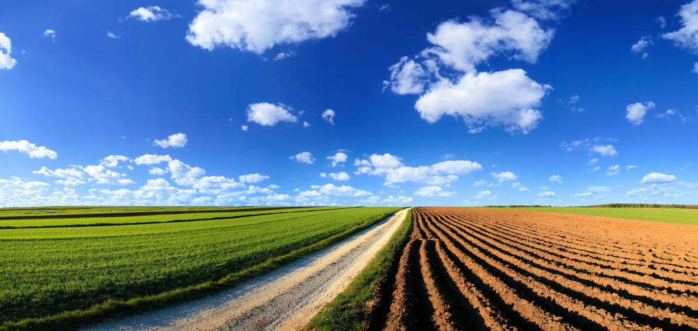 Green Field - Landscape Green Grass, Blue Sky And  White Clouds