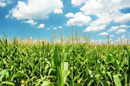 USDA: 2017 Corn Production Down, Despite Record Yields