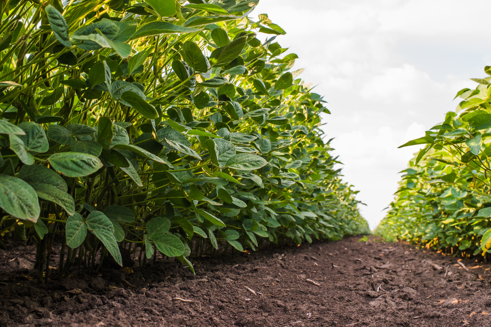 USDA Cracks Down On Organic Fraud