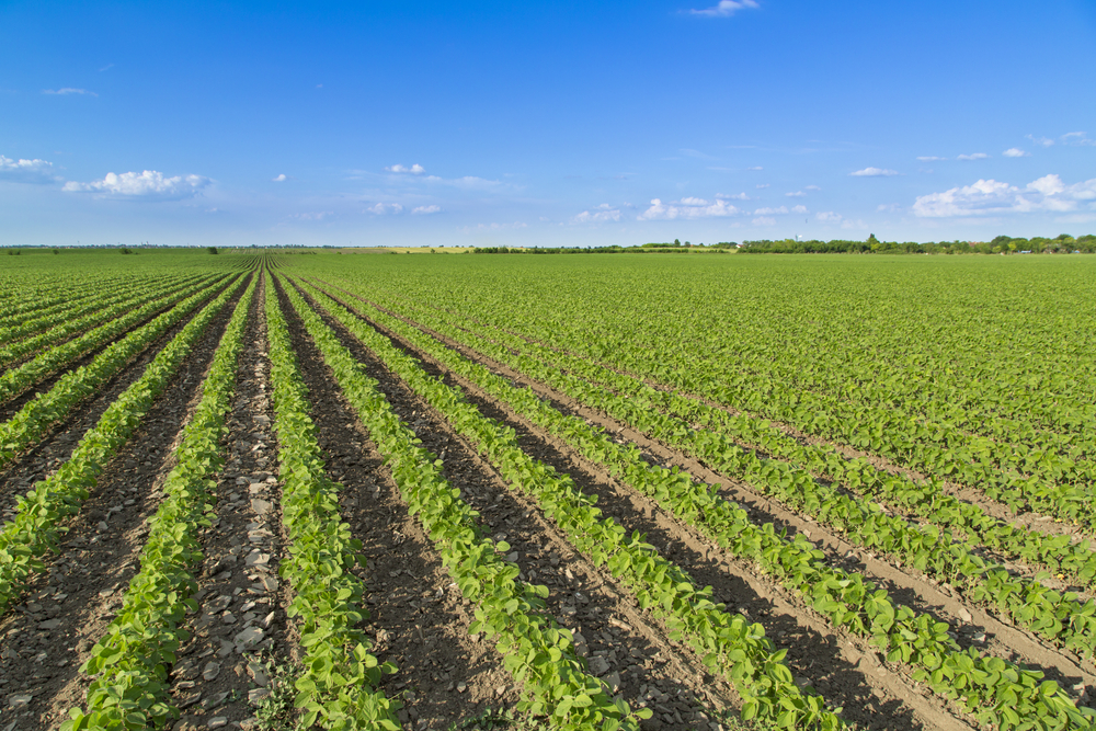 Early Stress Boosts Soybean Yield