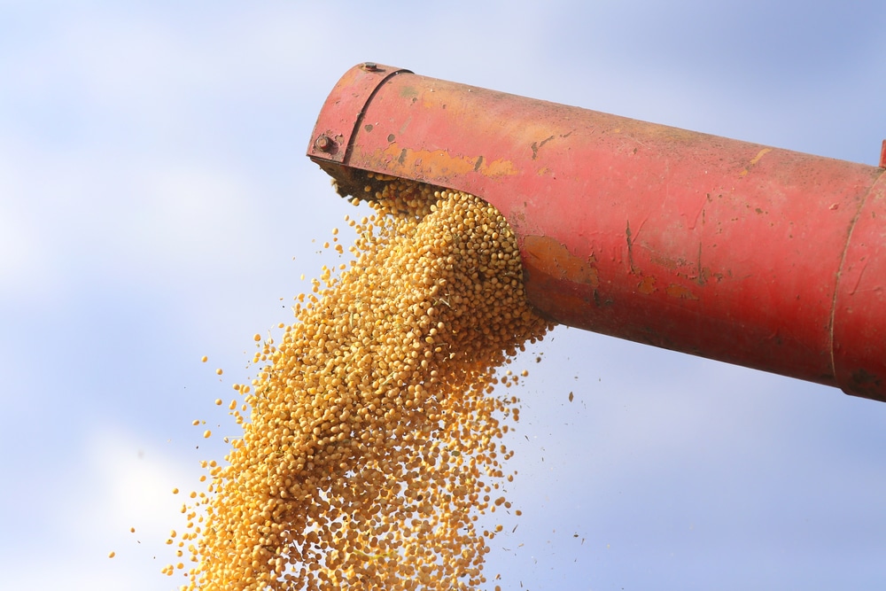 Winter Corn Harvest Considerations