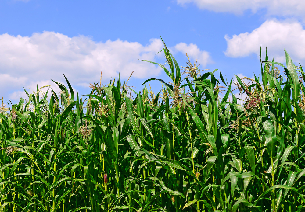 The Corn Strategy: Something Will Happen