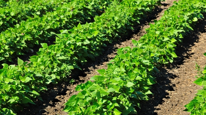 Soybean Rows