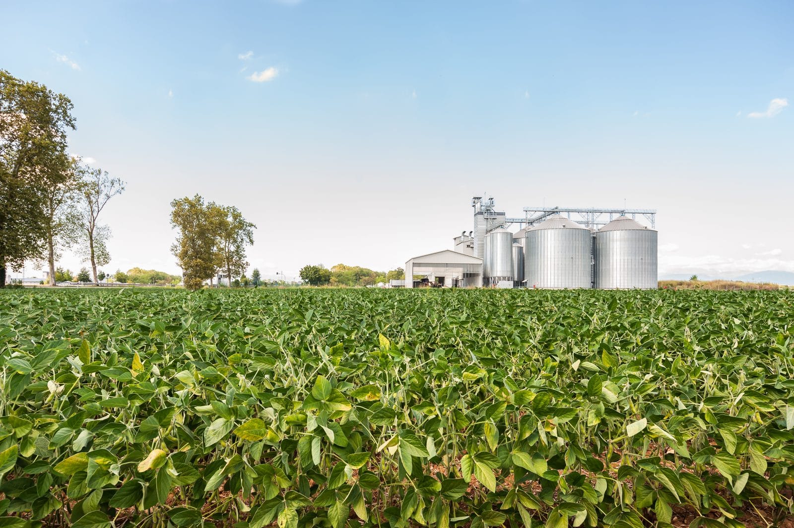 Soybean Field In A Sunny Day