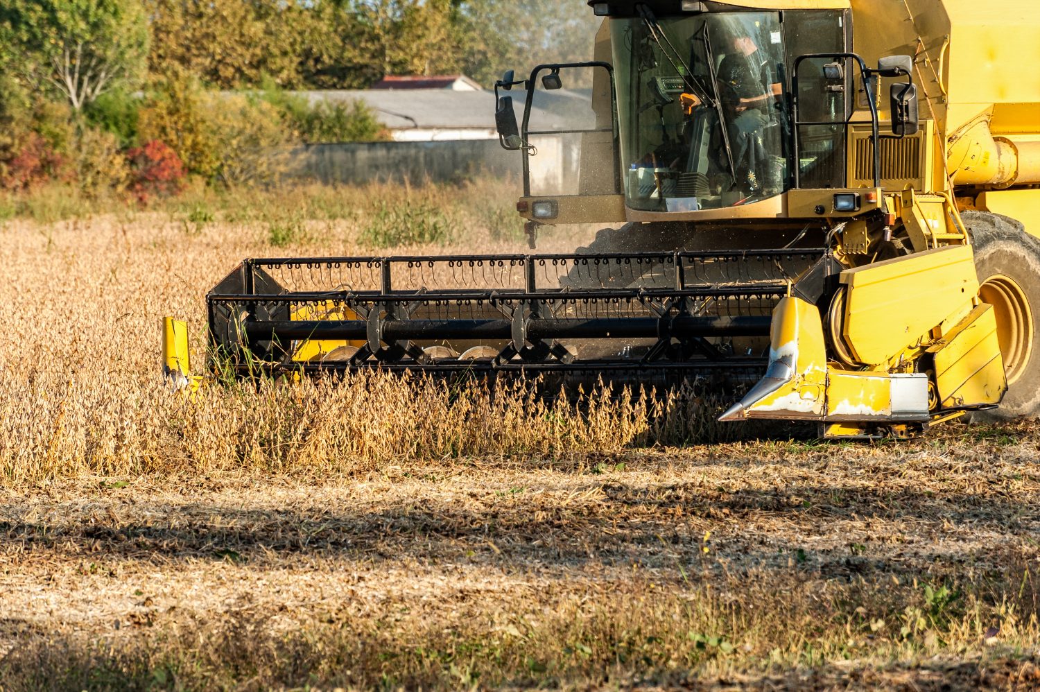 Harvesting Of Soybean Field With Combine Harvester.