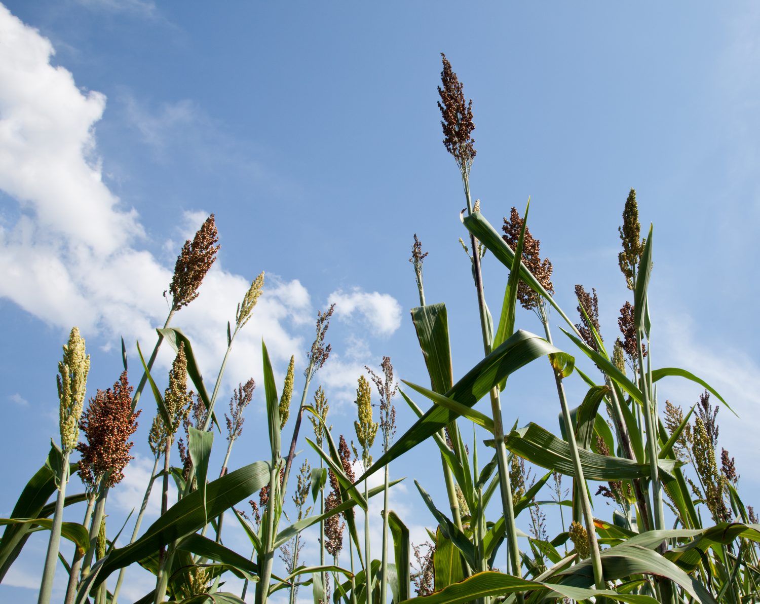 Sorghum Plants Grown For Ethanol And Fuel