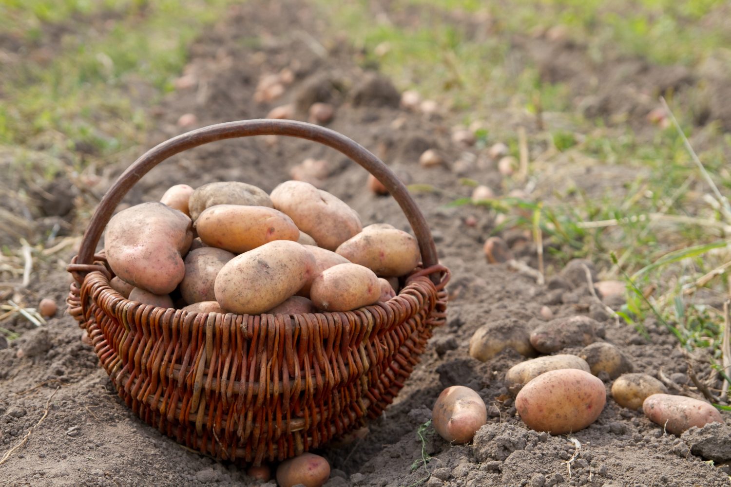 Potatoes Harvesting