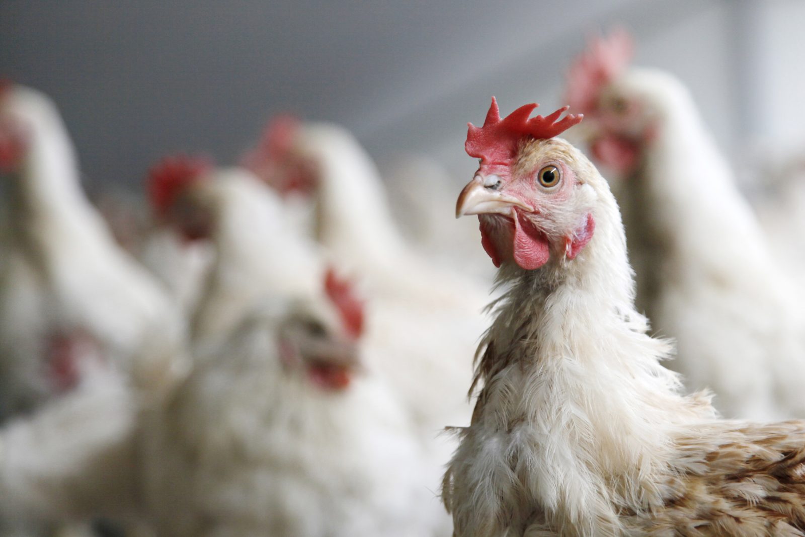 USDA Withdraws Livestock And Poultry Organic Rule