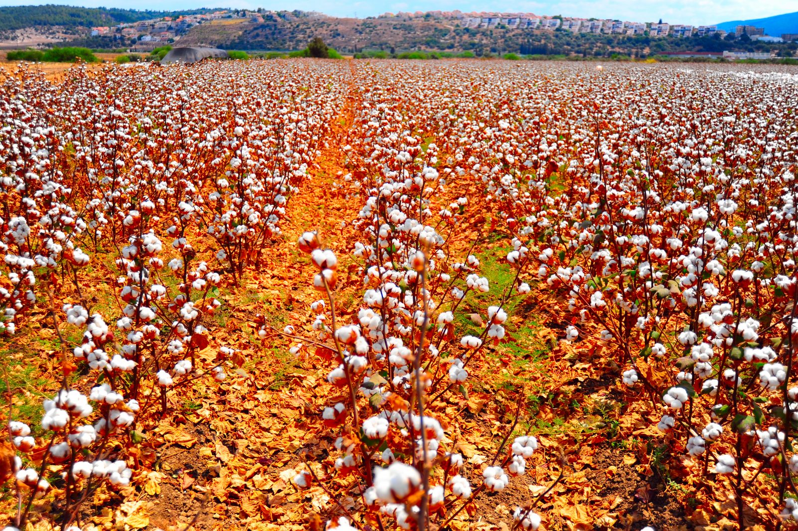 Promising North Carolina Cotton Yields