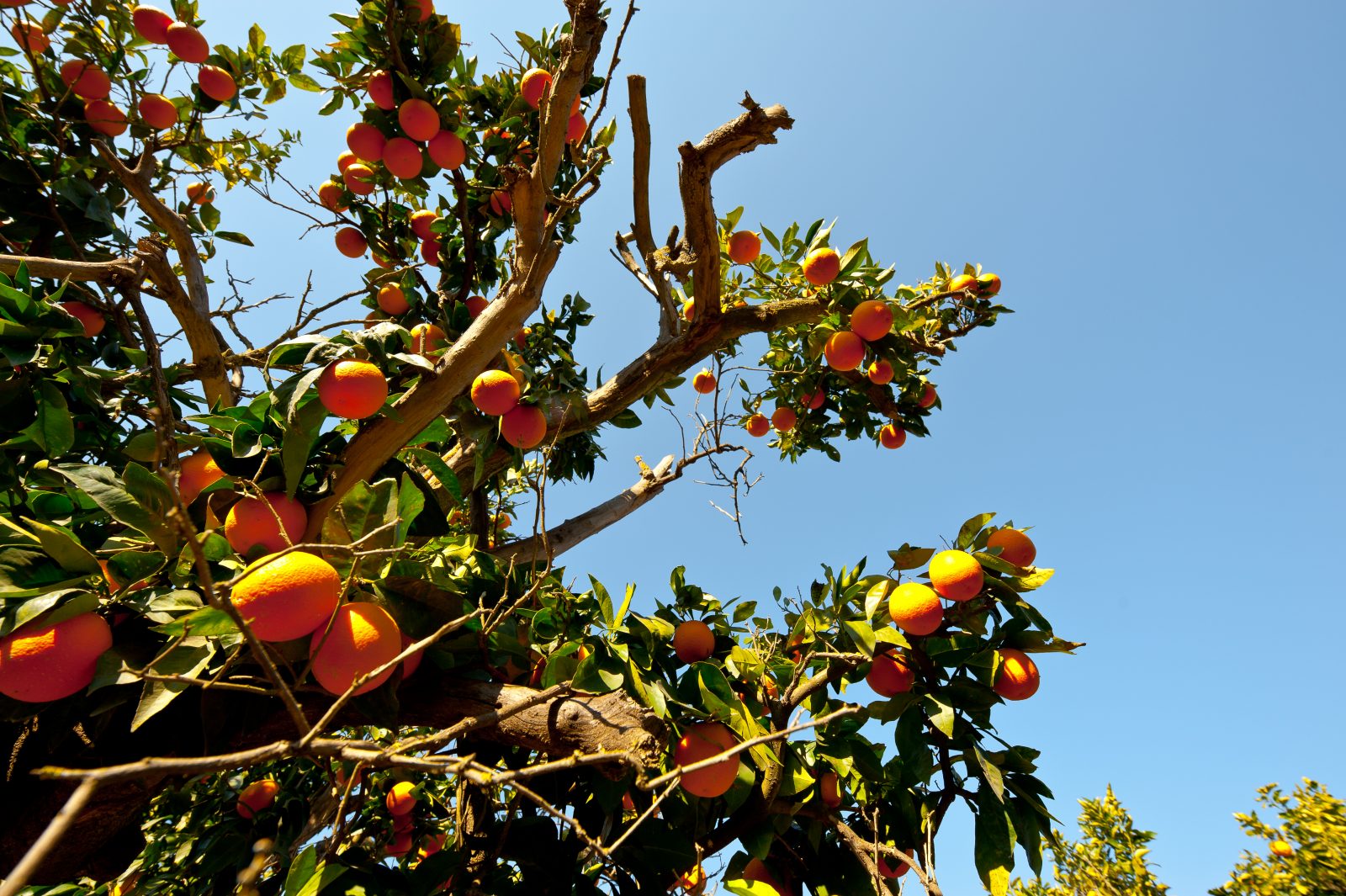 Orange  Tree