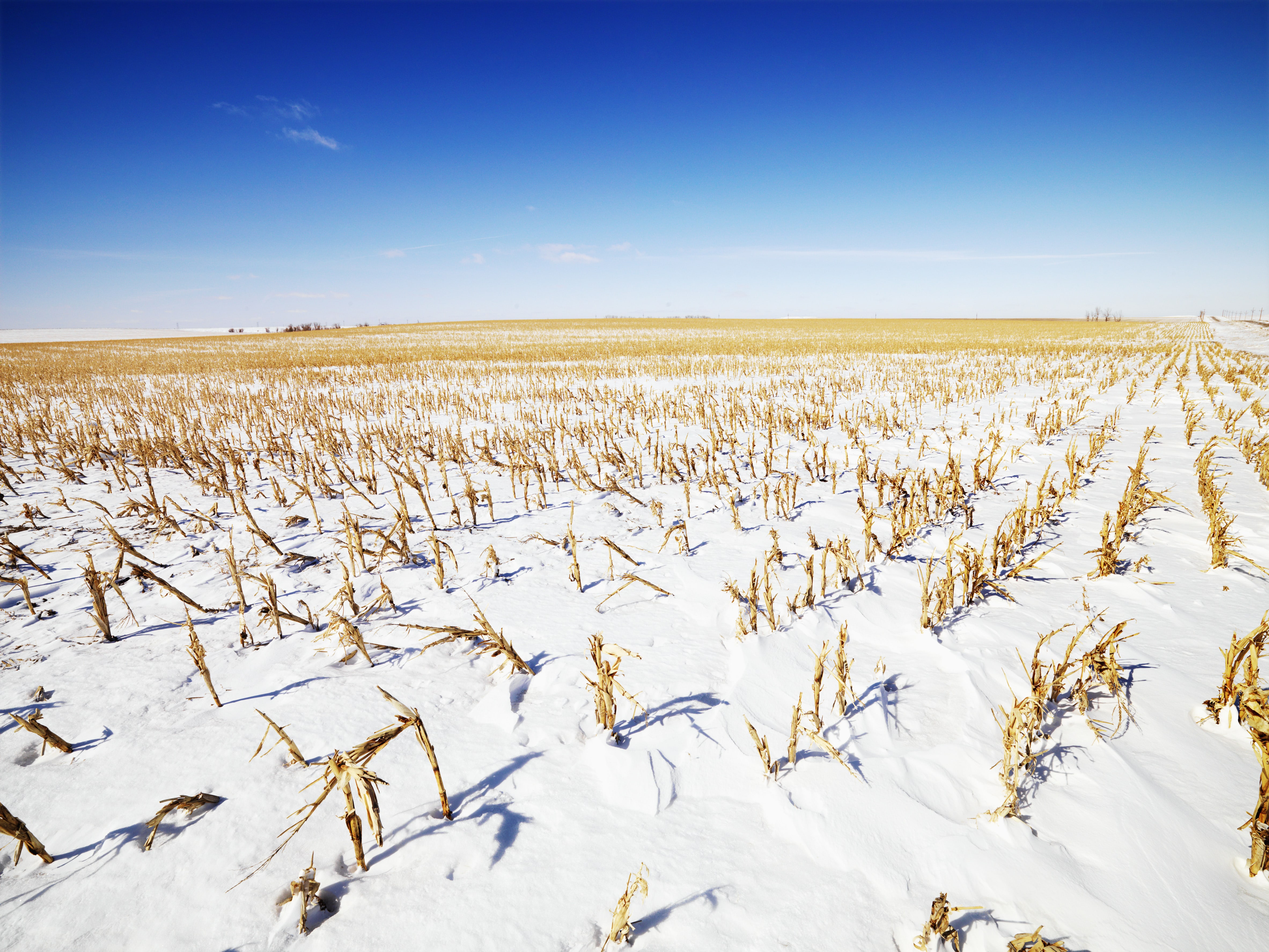 Desolate Snow Covered Corn Field In The Midwestern, USA.