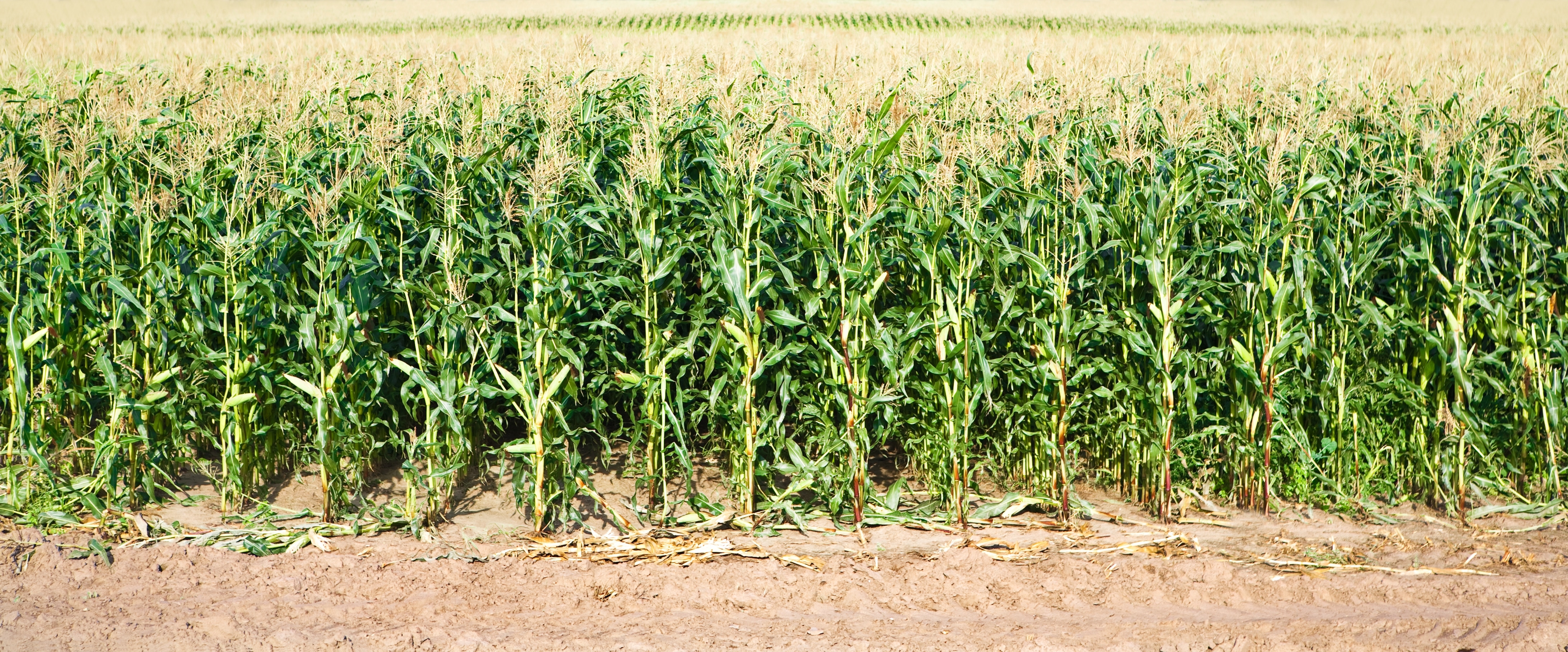 Corn, Soybean Conditions Hold Steady