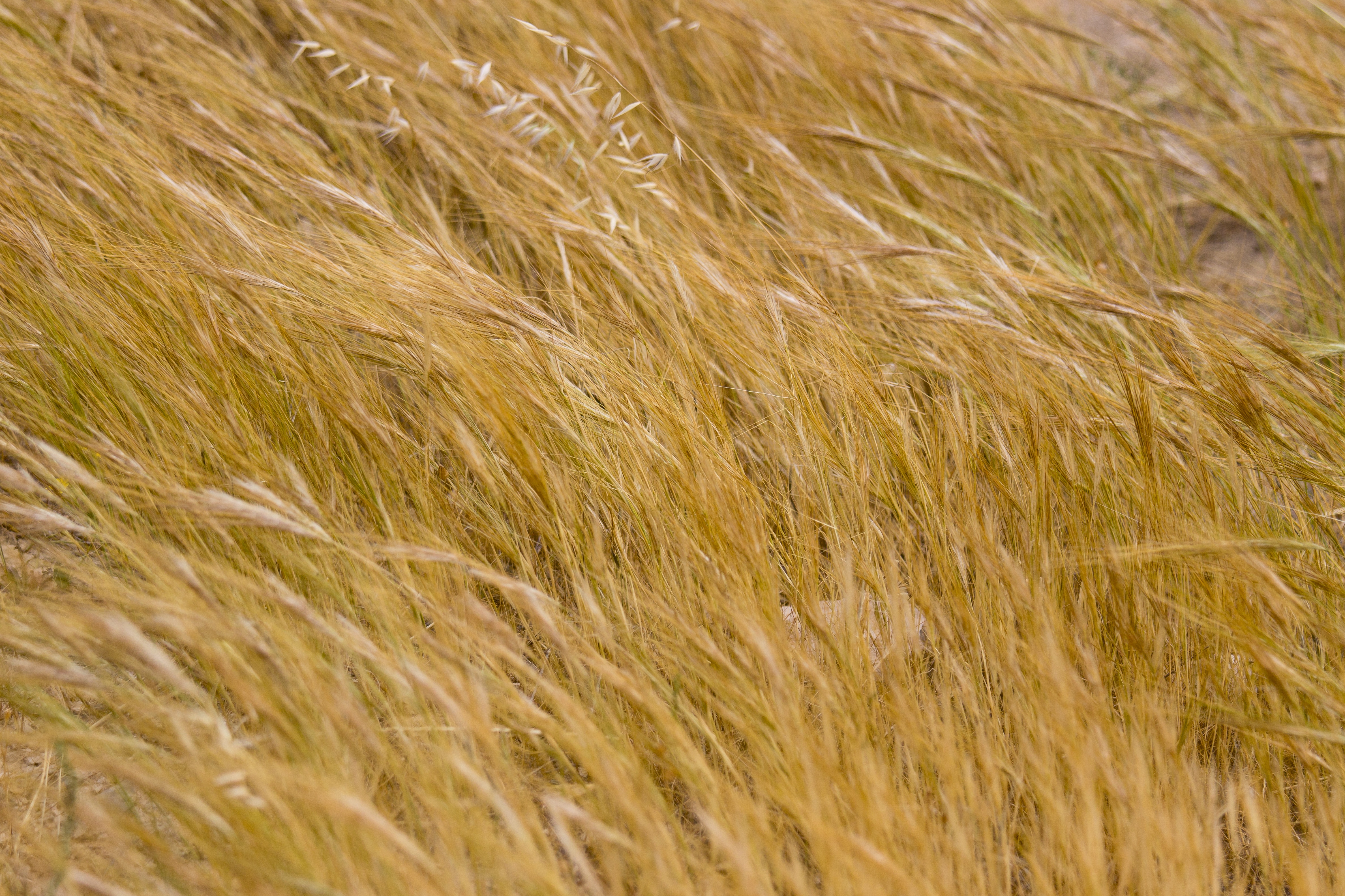 The Field Of A Dry Wheat