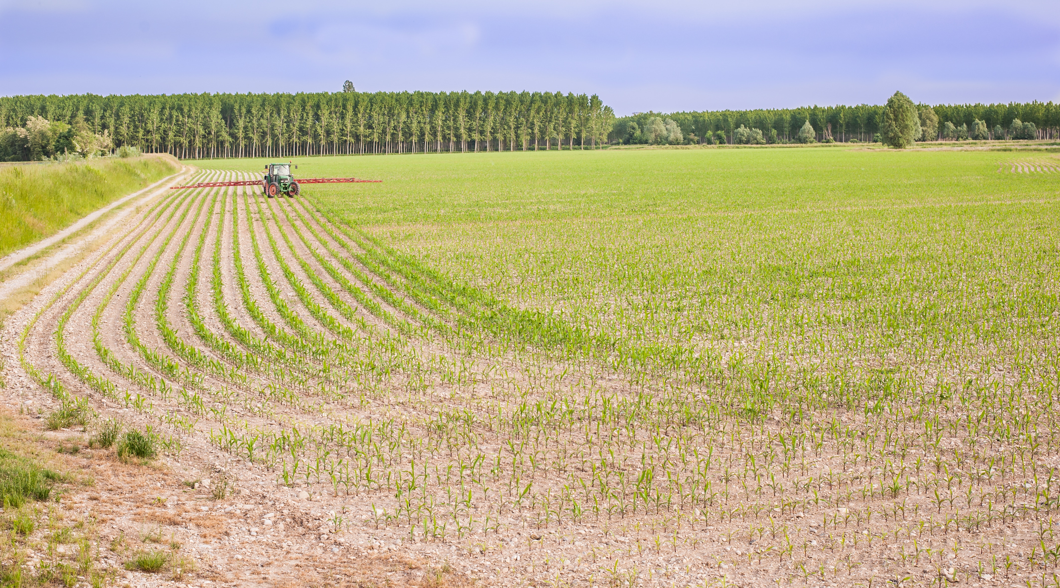 Agricultural Work. Tractor Is A Pesticide Treatment To Corn