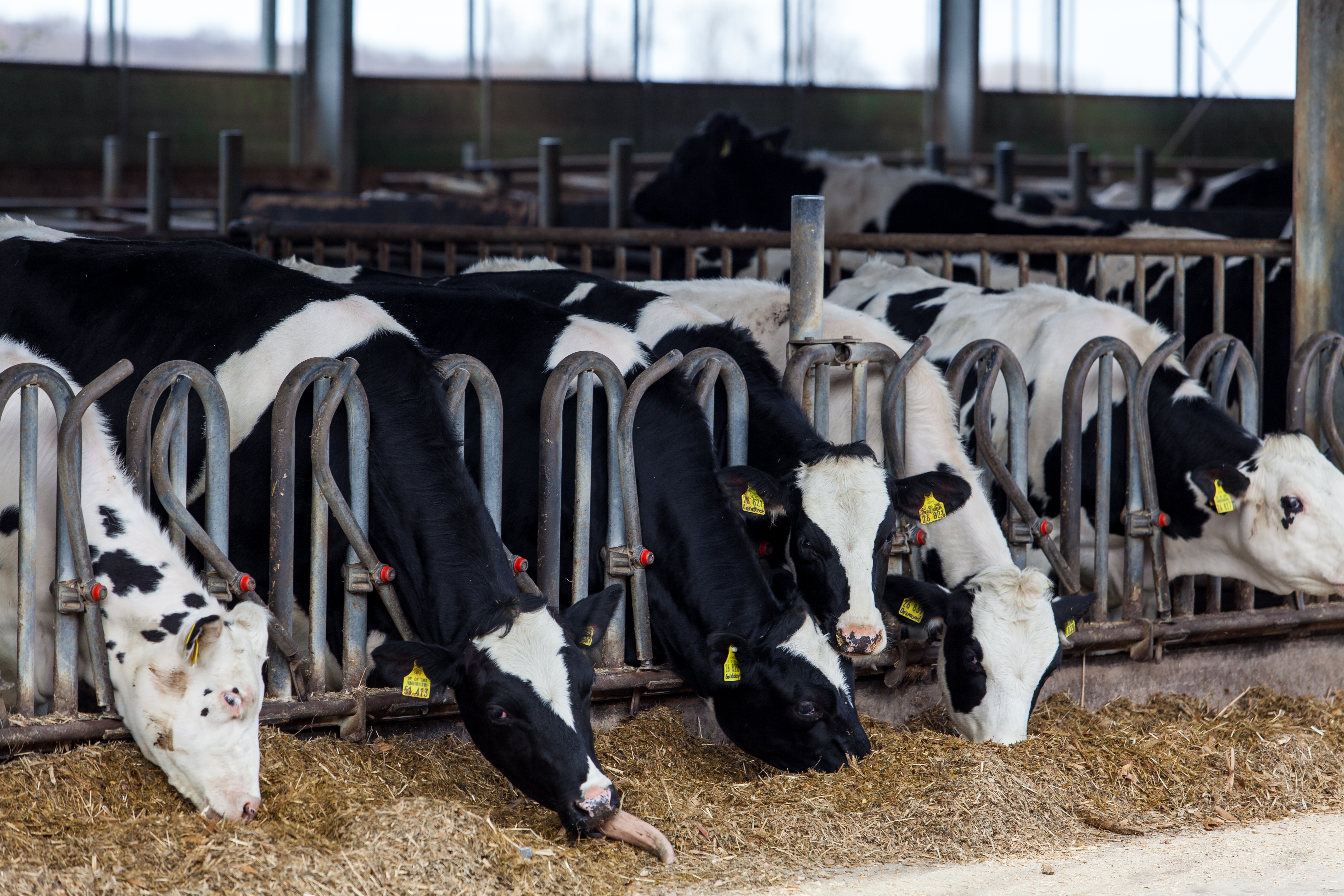 Cows In A Farm. Dairy Cows