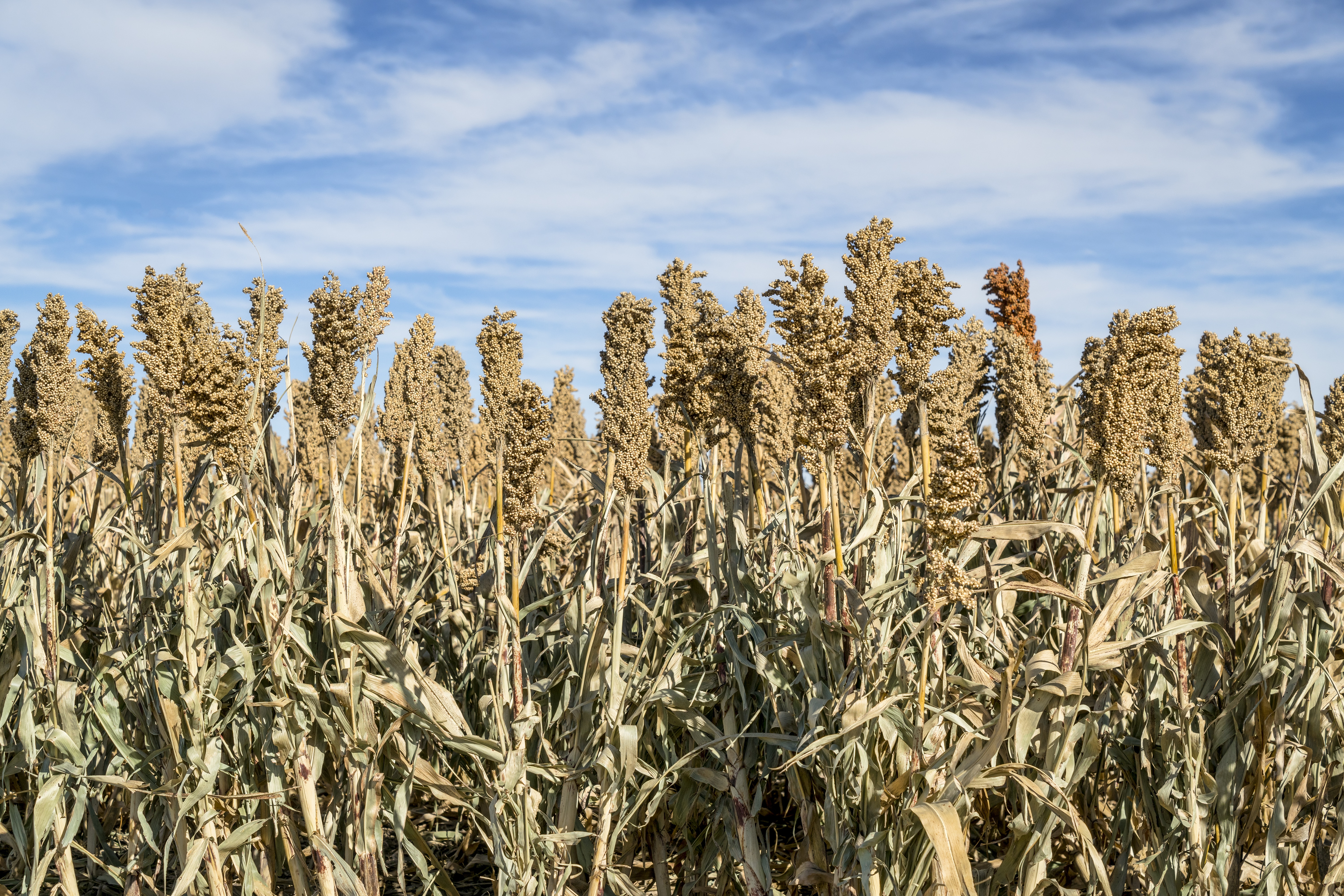 Sorghum Field In Kansas