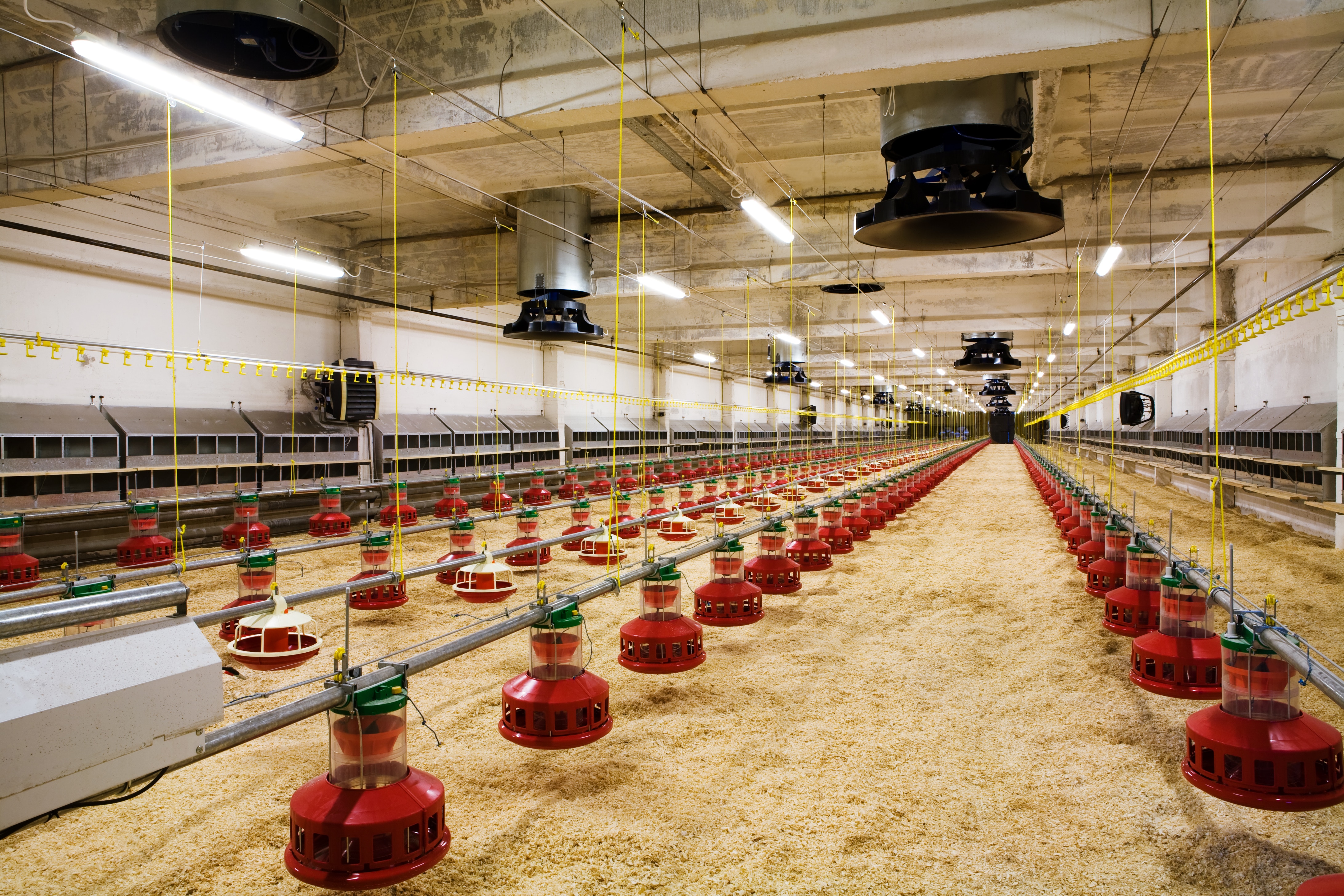 Kansas Paves Way For More Poultry