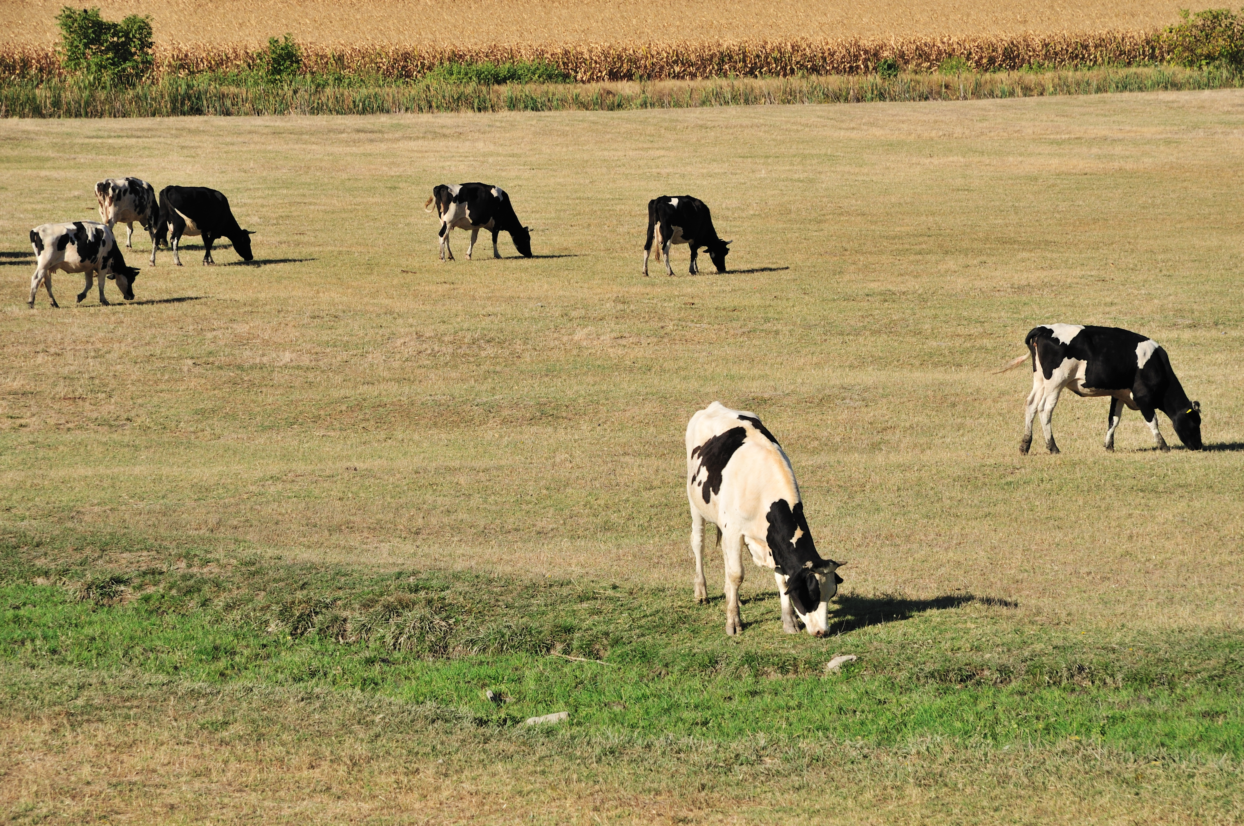Farm With Holstein Cow Grazing Dry Grass On Field