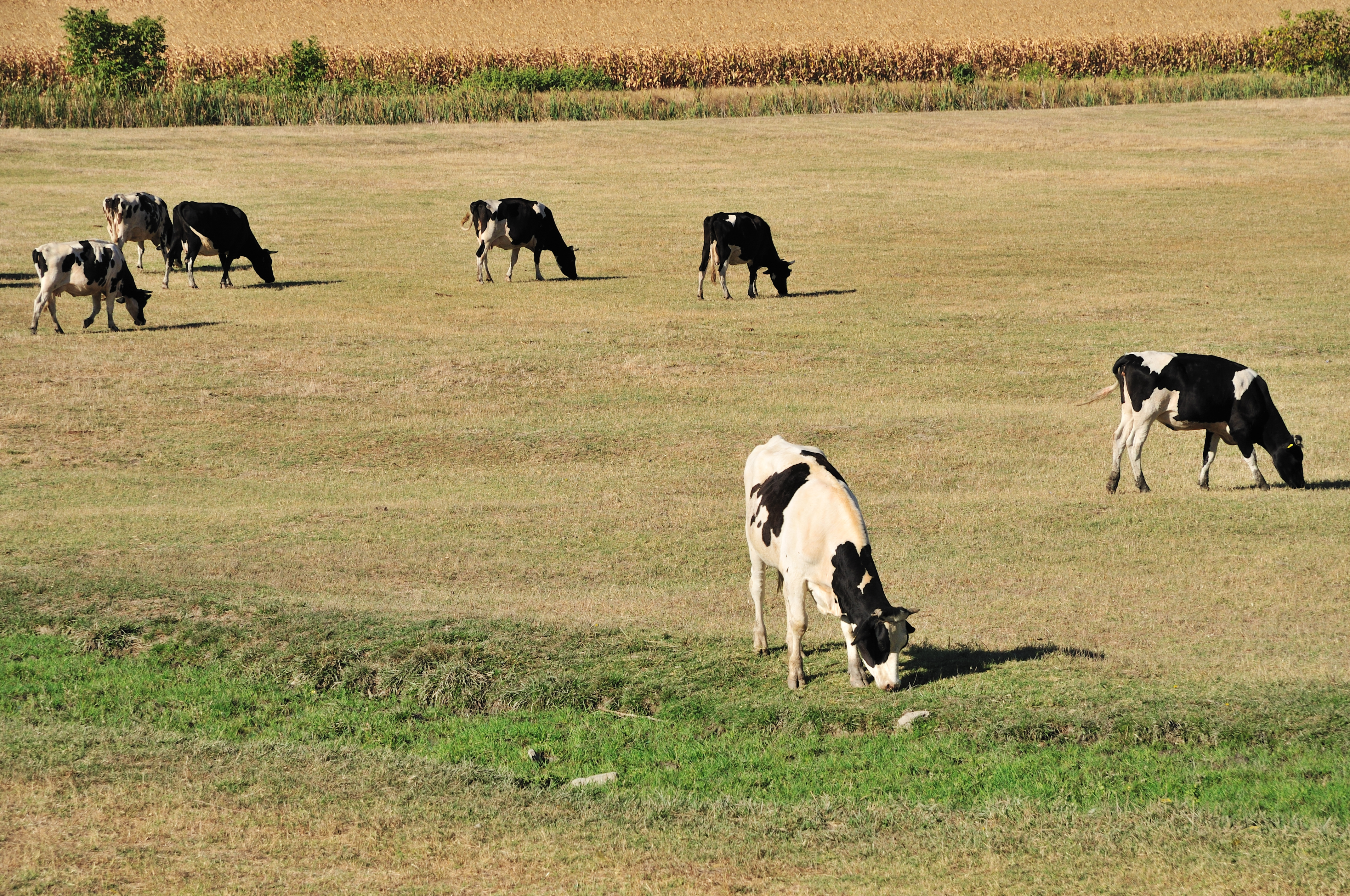 Could Southern Plains Drought Shrink National Cattle Herd Again?