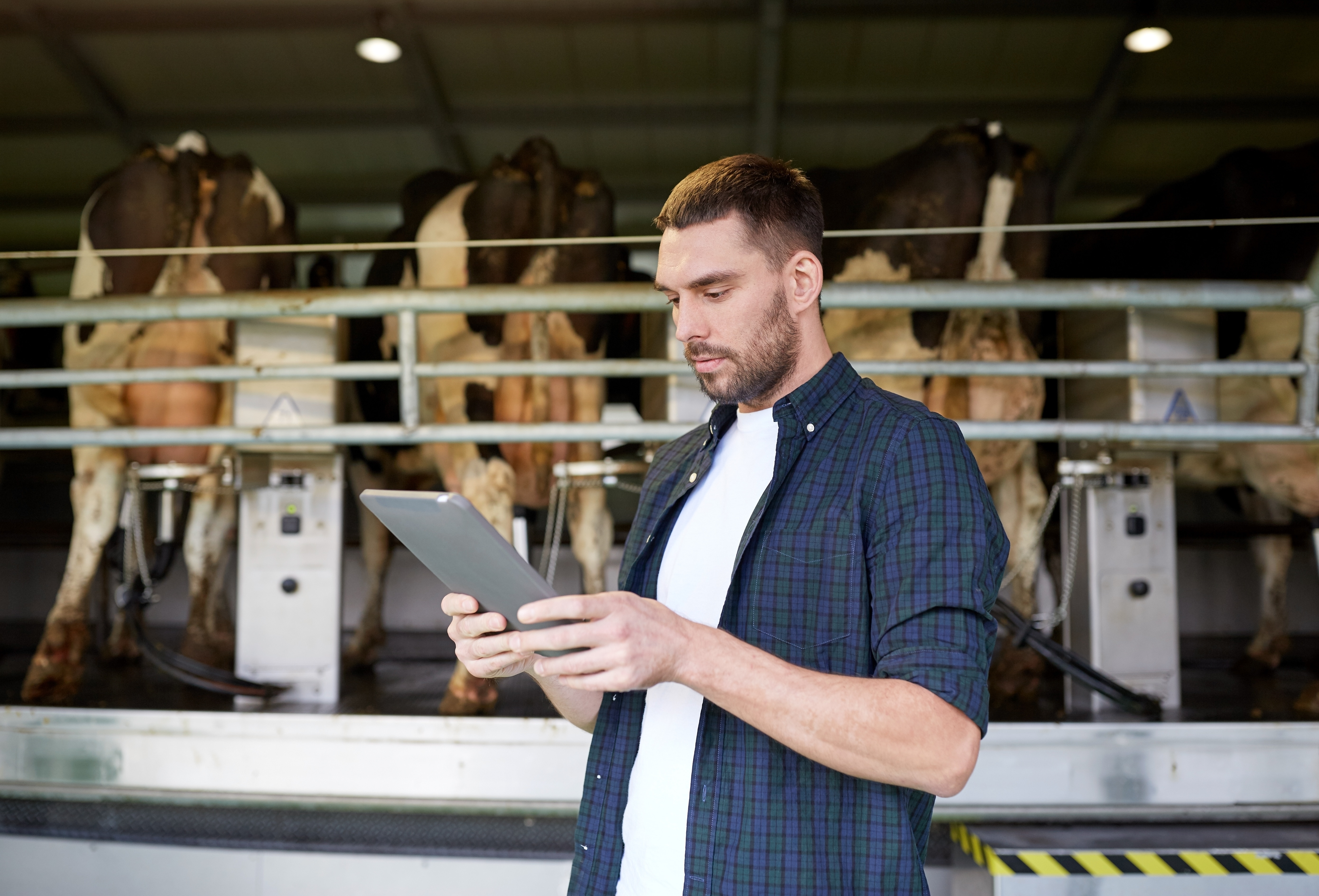 Young Man With Tablet Pc And Cows On Dairy Farm