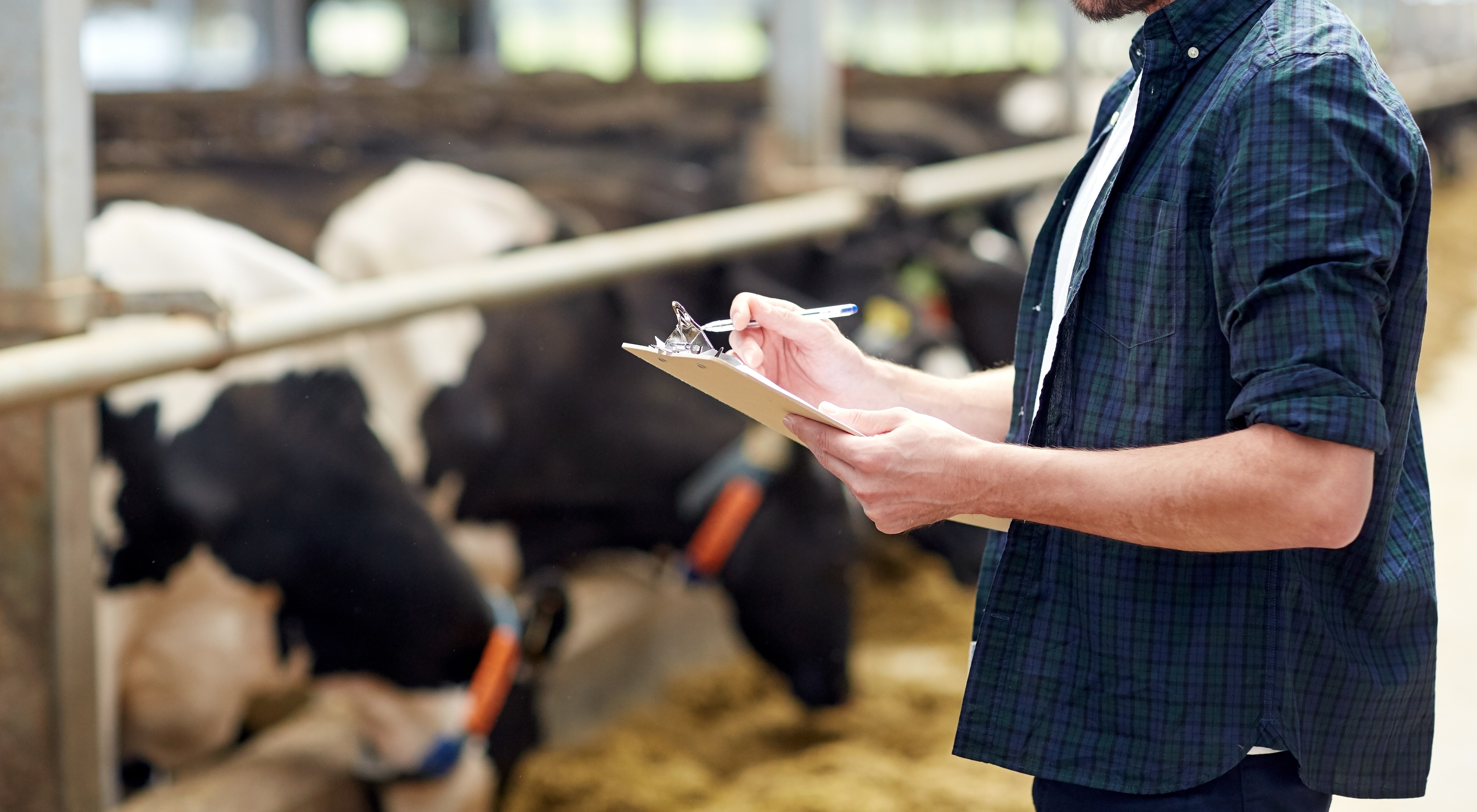 Farmer With Clipboard And Cows In Cowshed On Farm