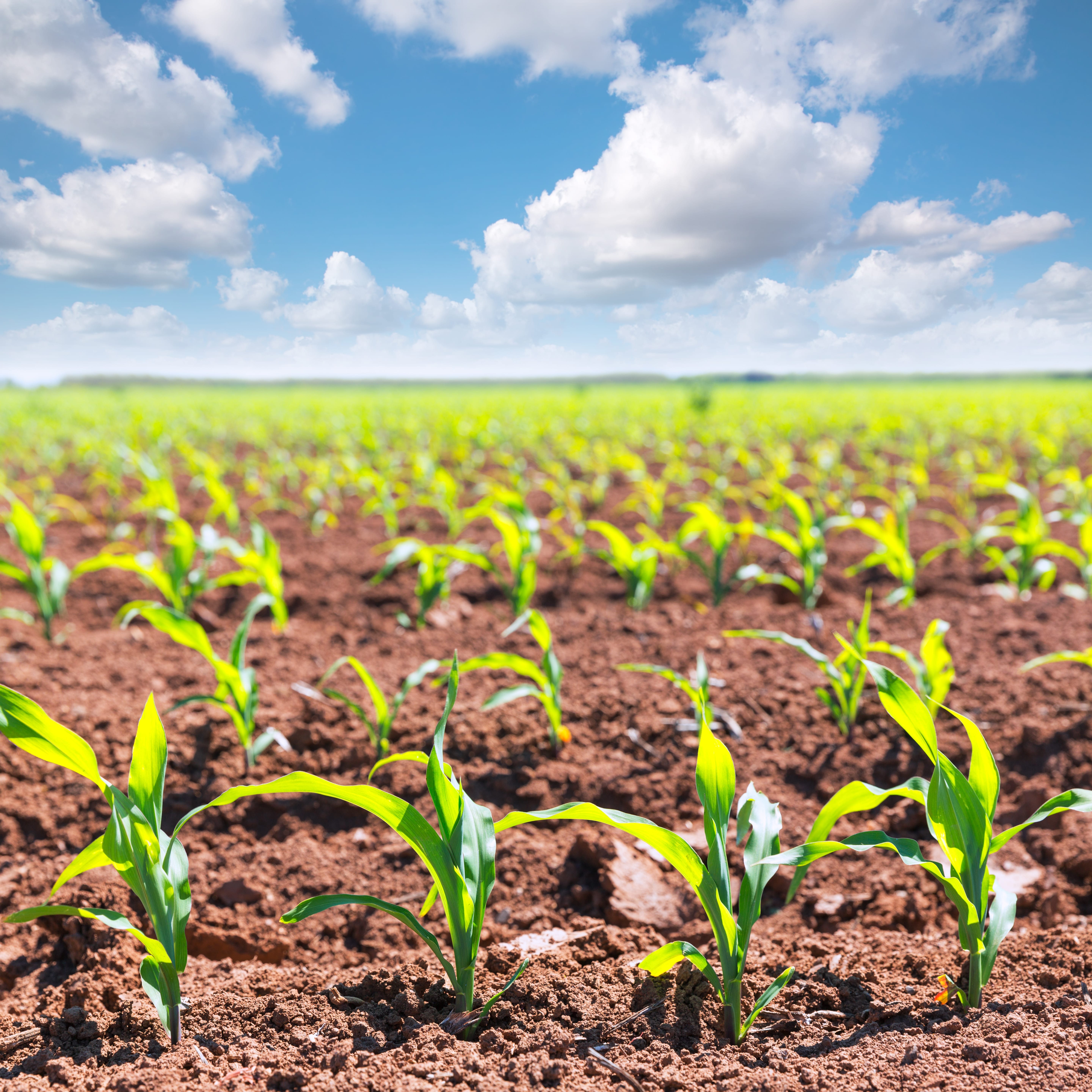 70% Of Corn, 91% Of Soybeans Not Yet Planted