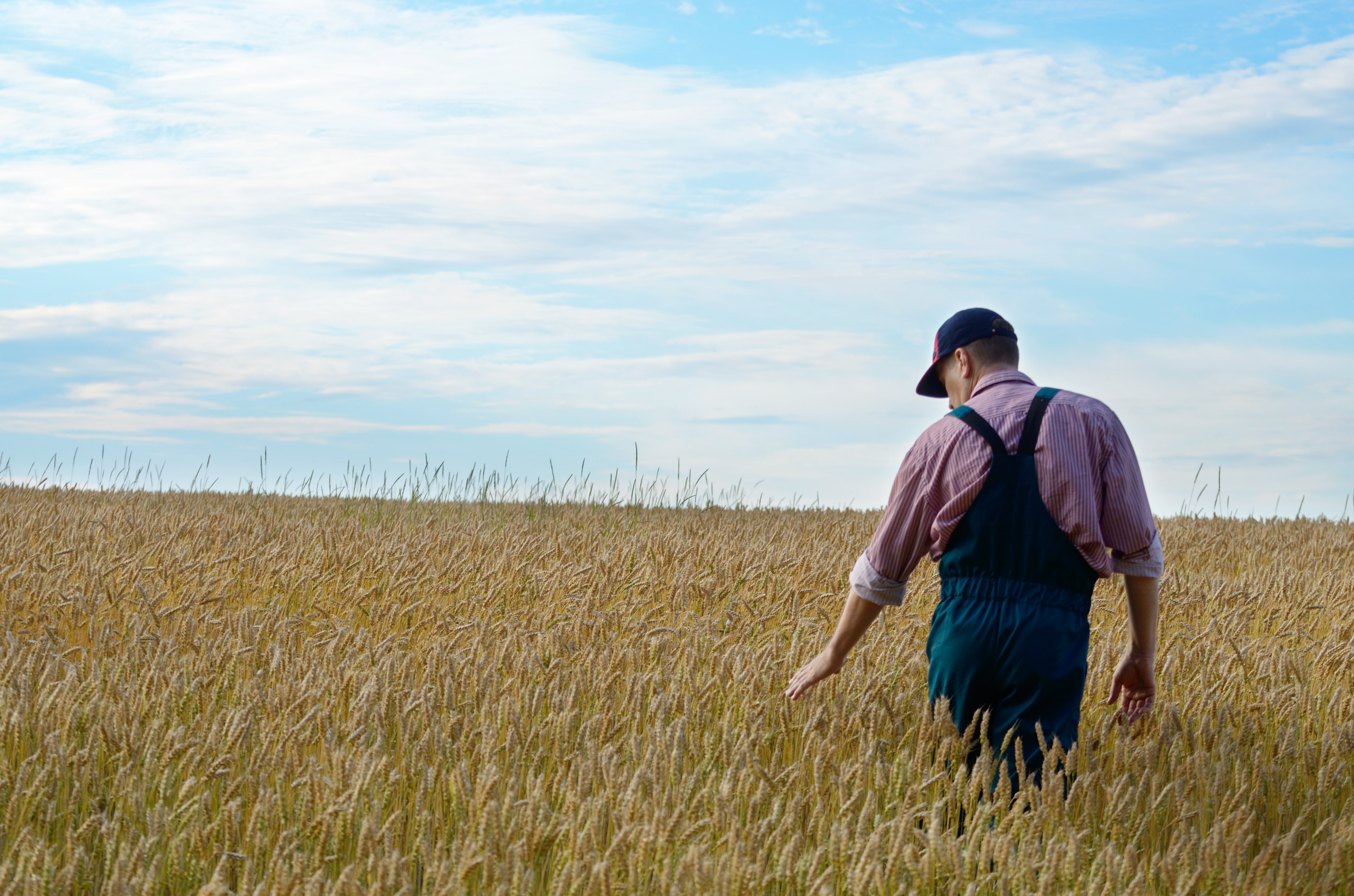 Farmer Inspecting Wheat Field