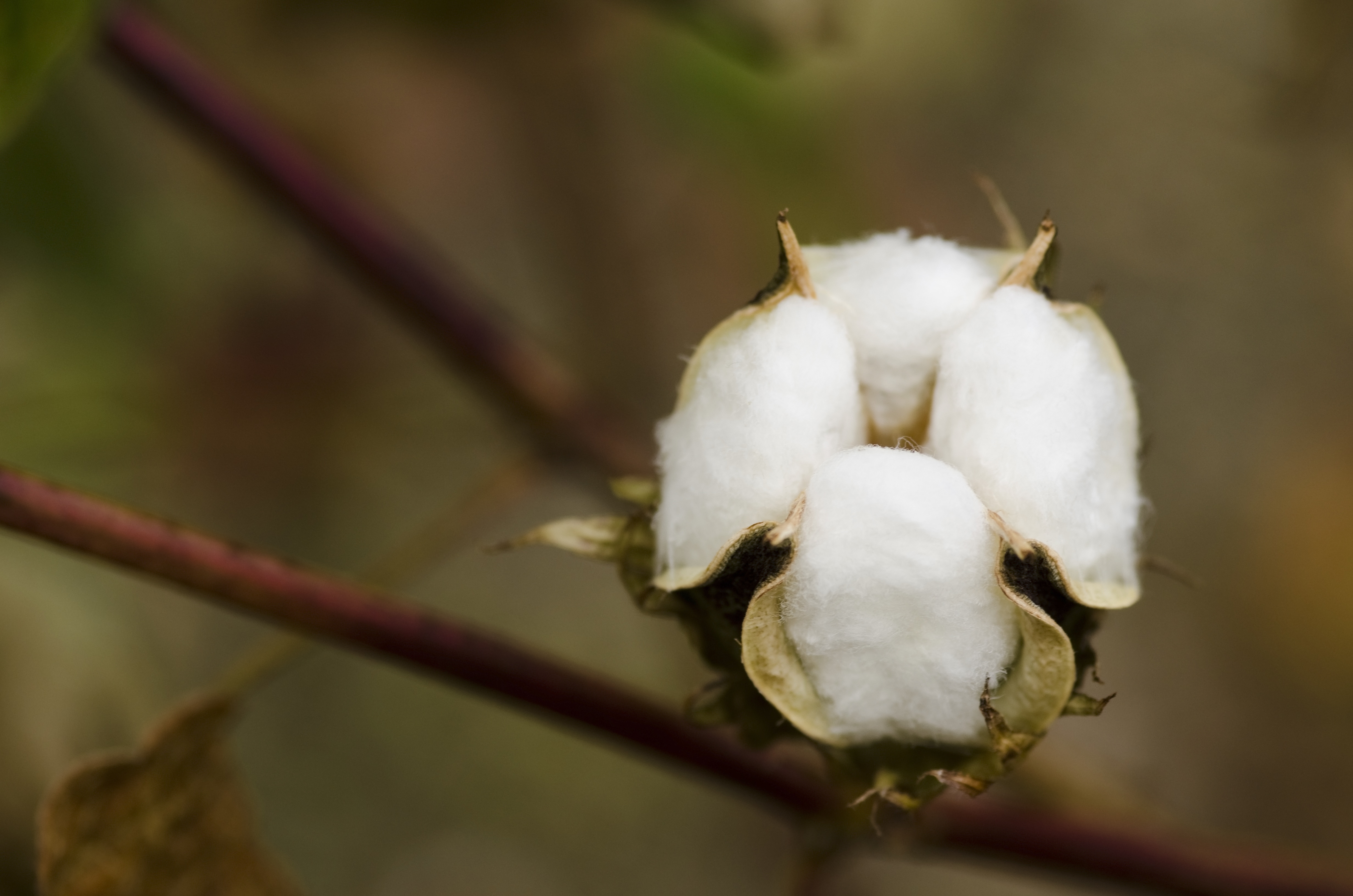 Closeup Of A Cotton Plant