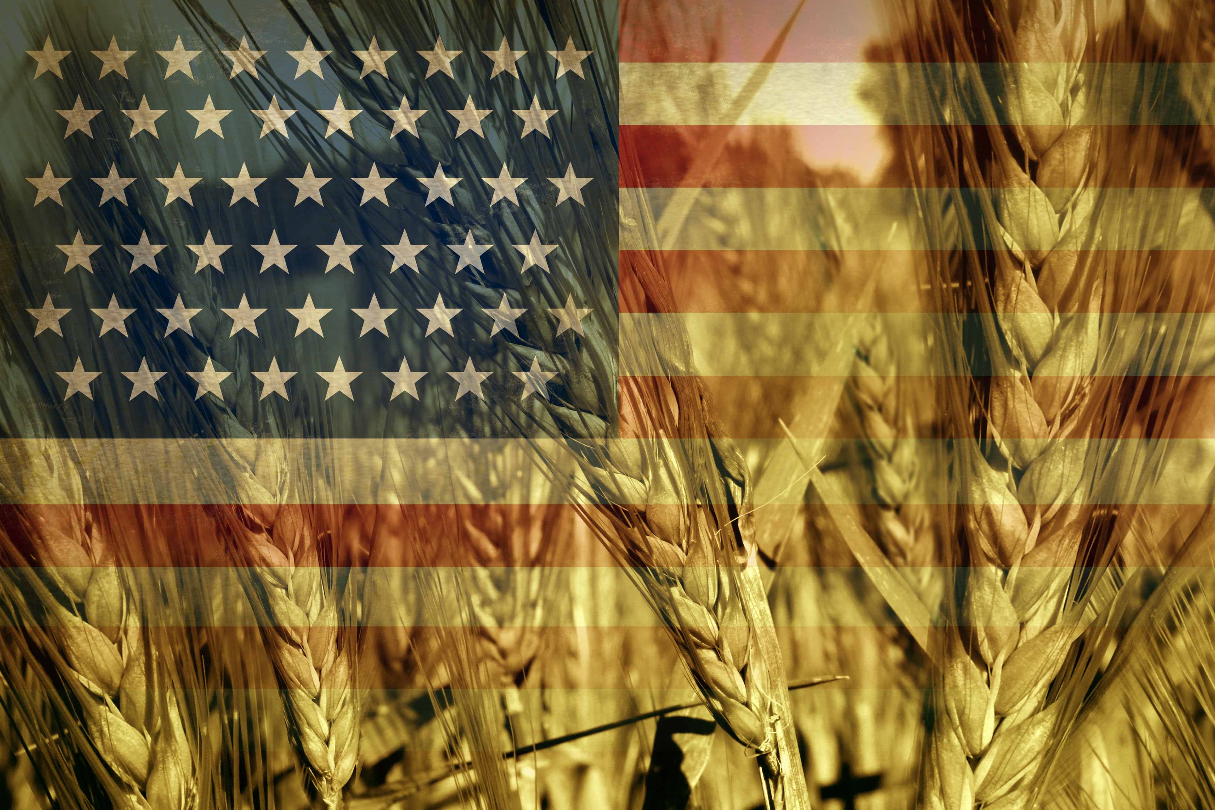 American Agriculture
