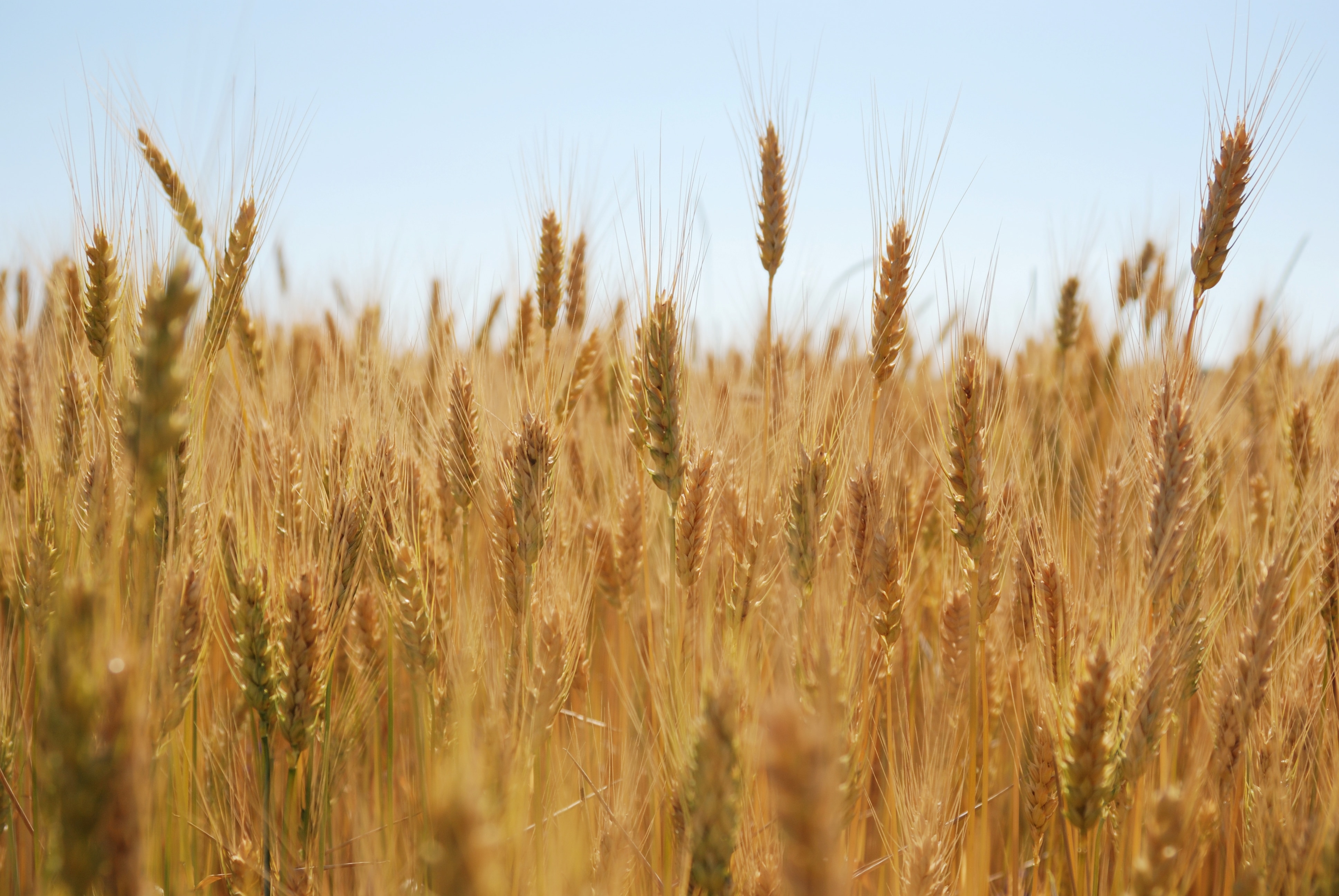 Crop Progress: Corn, Soybeans Continue To Struggle