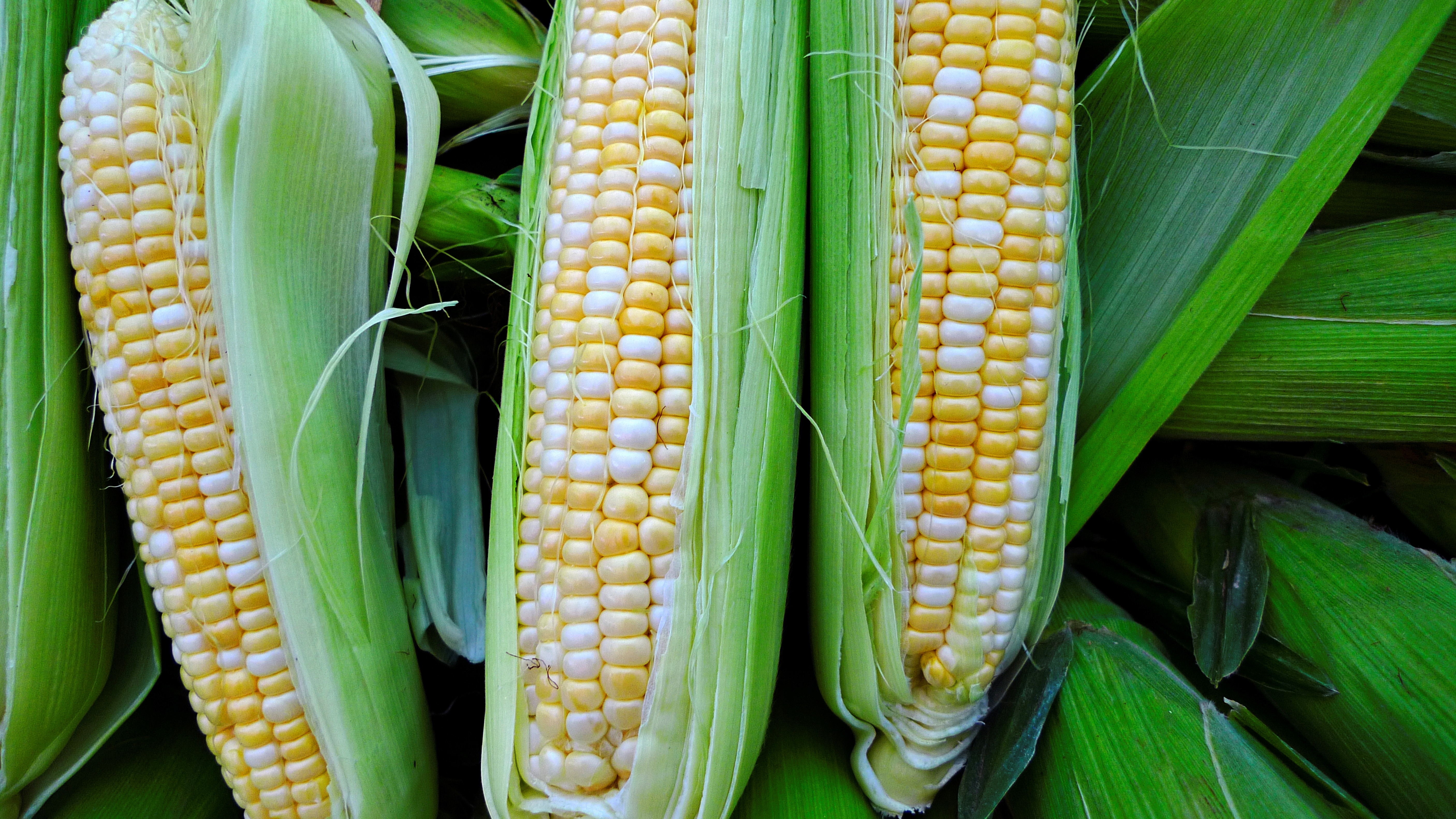 100 Million Acres Of Corn In 2020?