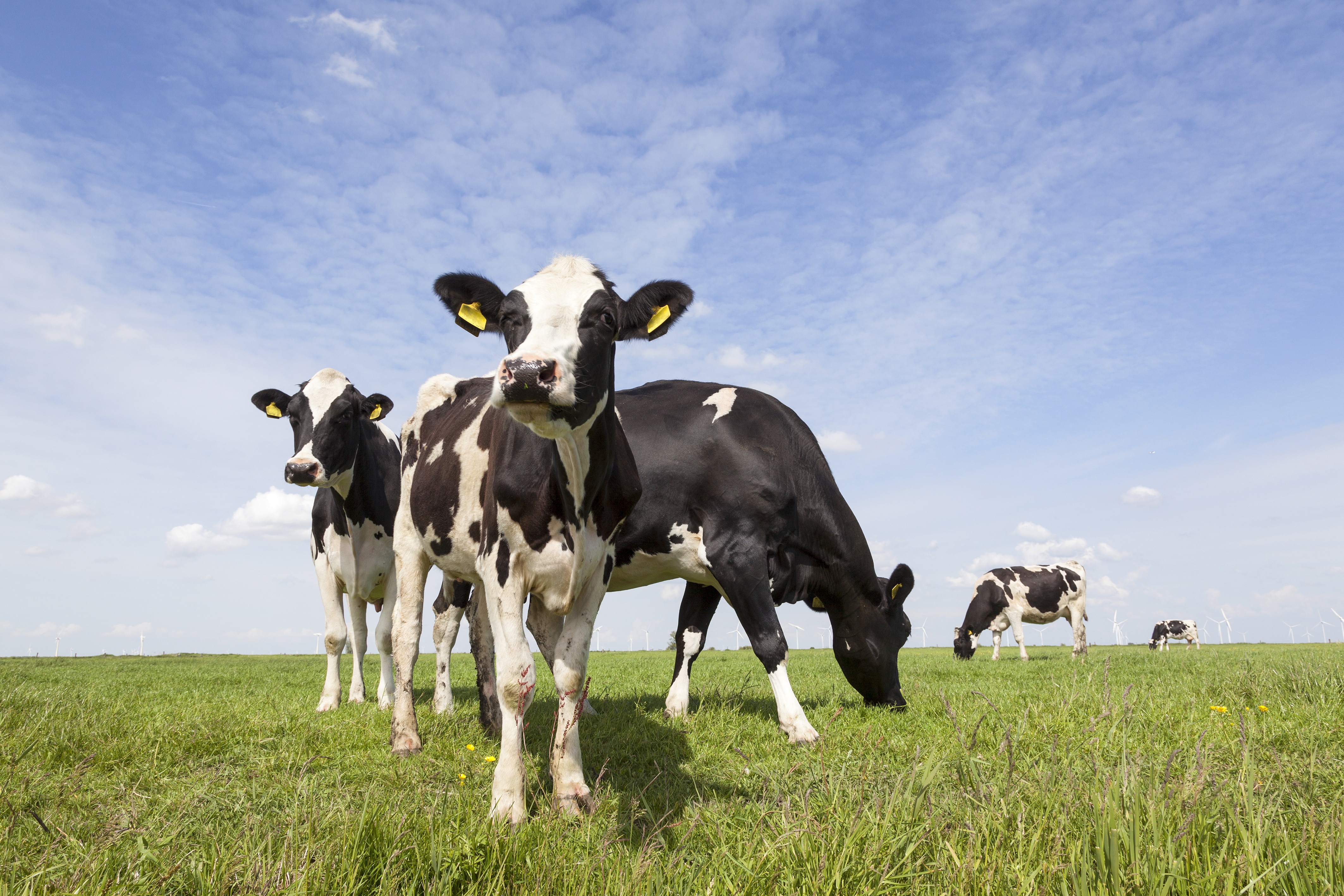 Black And White Cows In Meadow In The Netherlands With Blue Sky